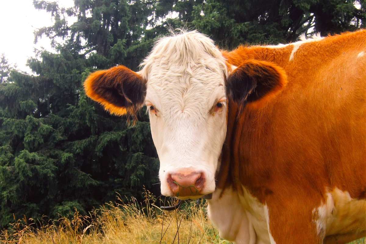 Berg-Know-How: Kuhl bleiben