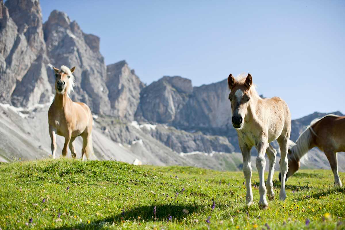 zwei Haflinger auf einer Hochebene im Hintergrund ein Bergmassiv in Südtirol