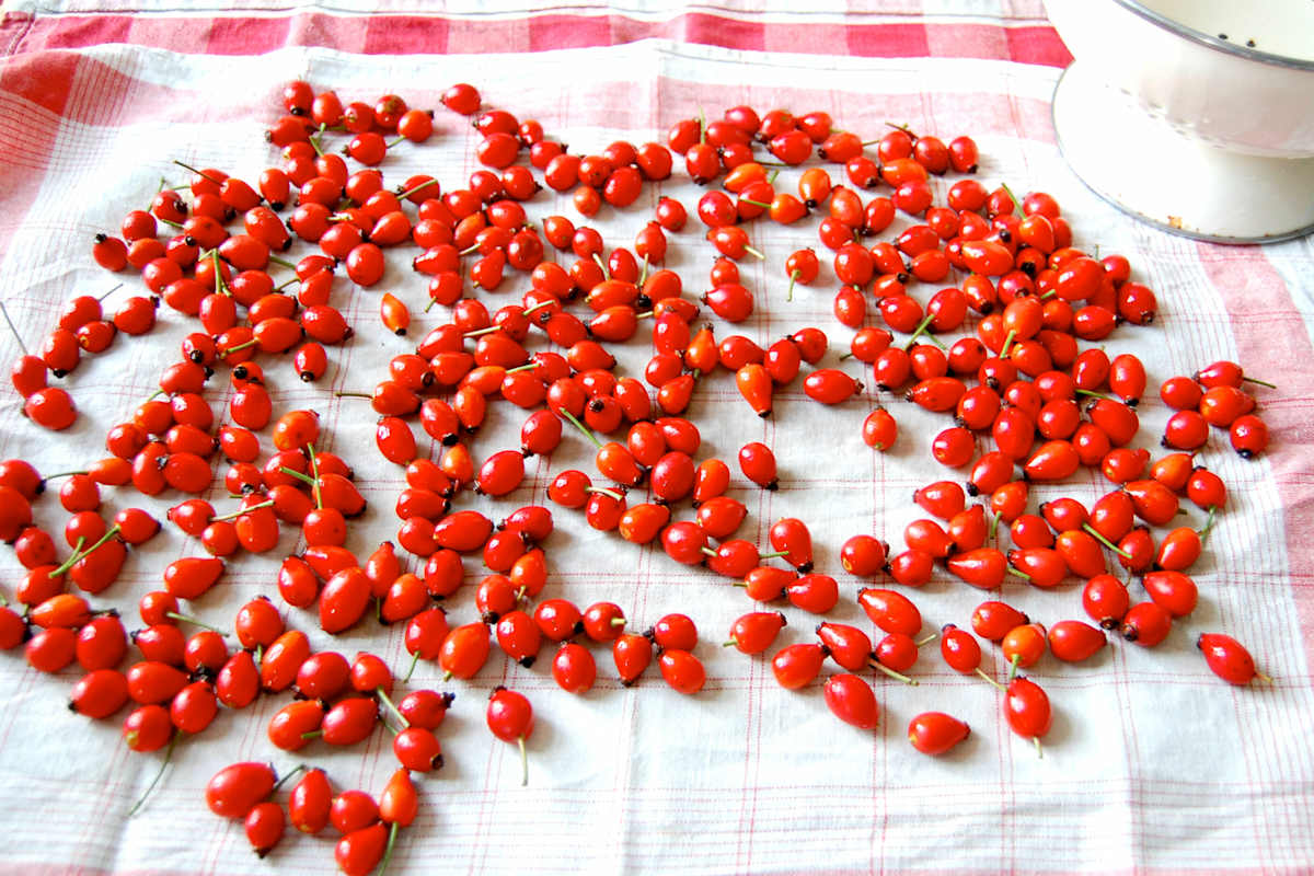 Die Hagebutte enthält viel Vitamin C und ist sehr beliebt in der Küche