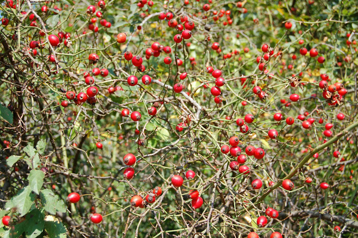 Hagebutten am Strauch