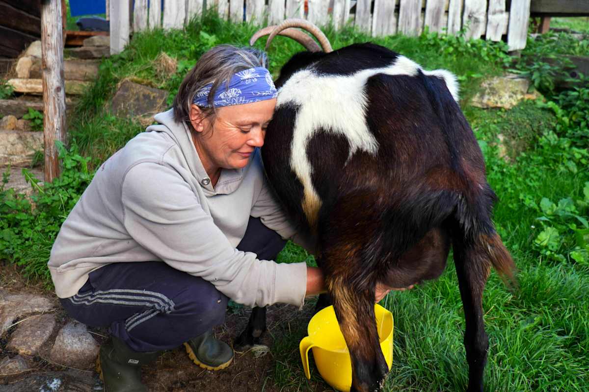 Helga Hager beim Melken