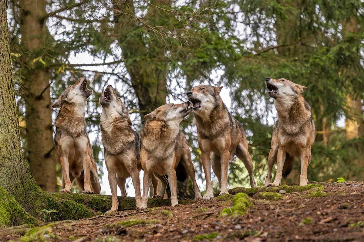 Im Bayerwald Tierpark Lohberg können sogar Wölfe aus nächster Nähe beobachtet werden.