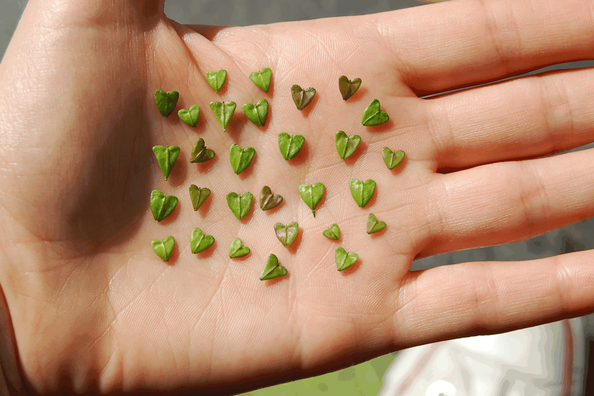 Heilkraut Hirtentäschel