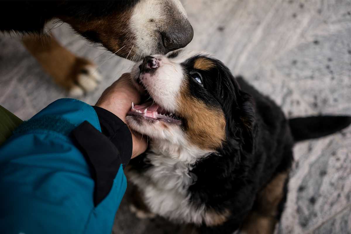 Ach Hunde freuen sich über die Wanderungen in den Bergen.