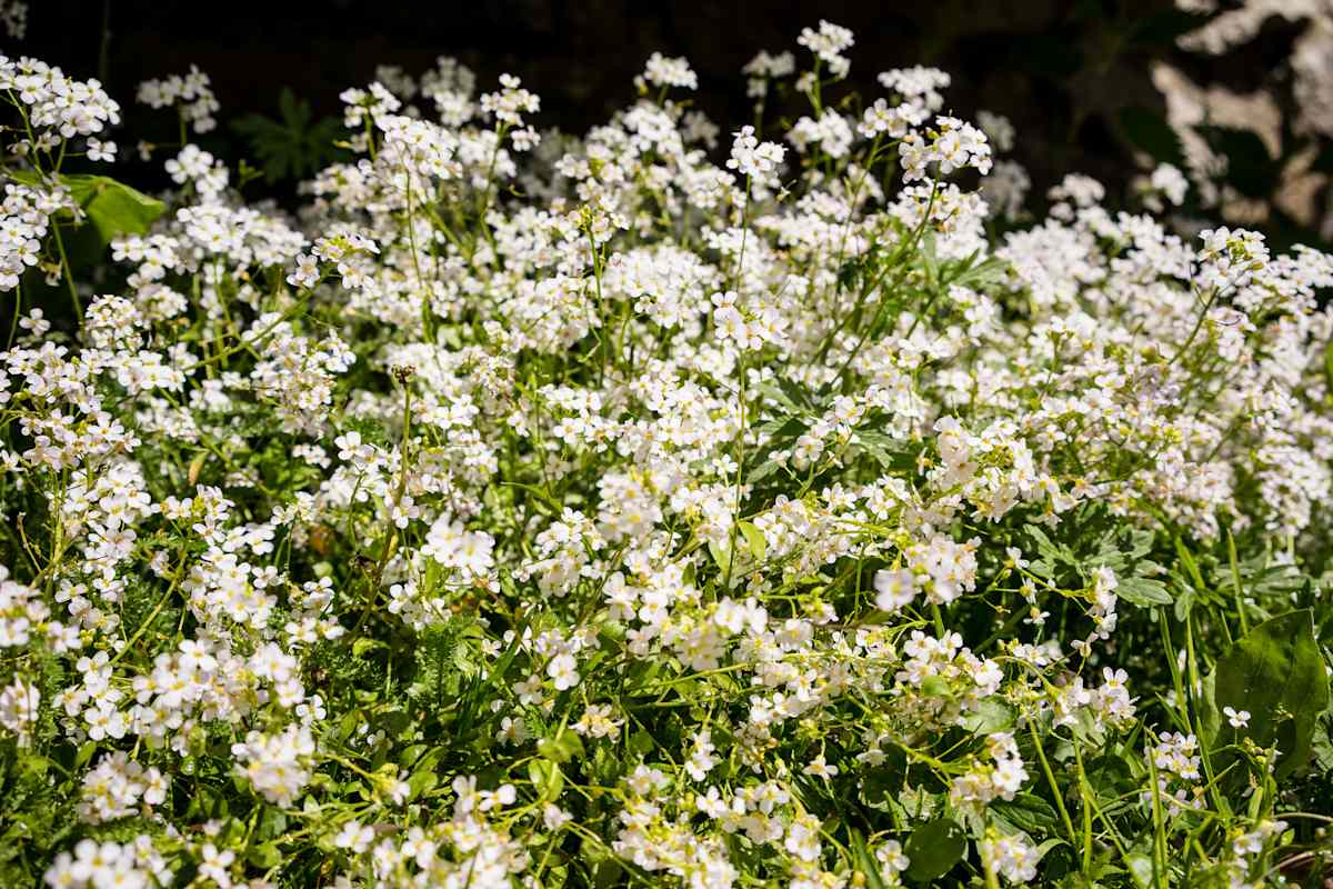 Weiß-blühende Blumen.