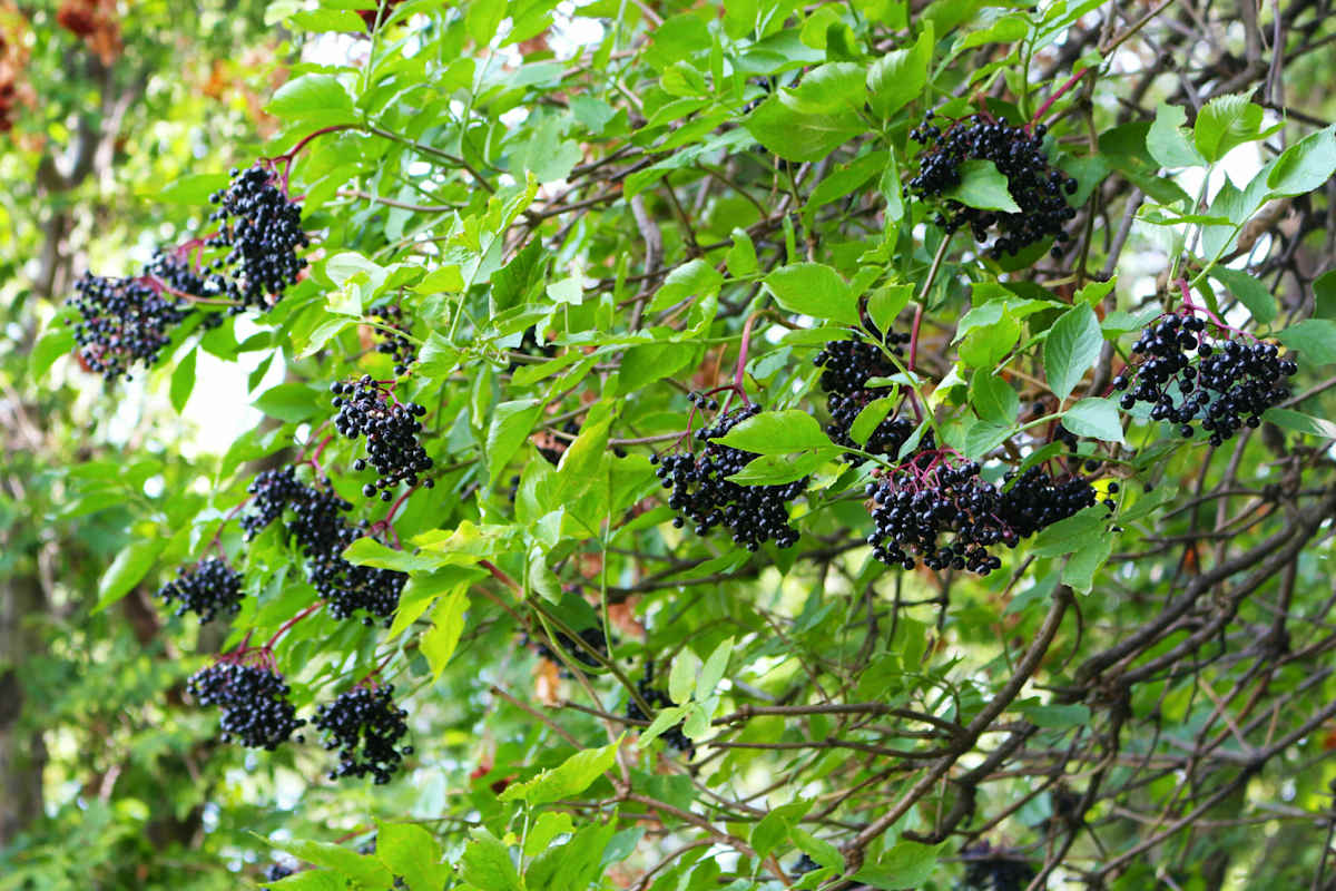 Hollerstrauch: Die schwarzvioletten Früchte des Holunders