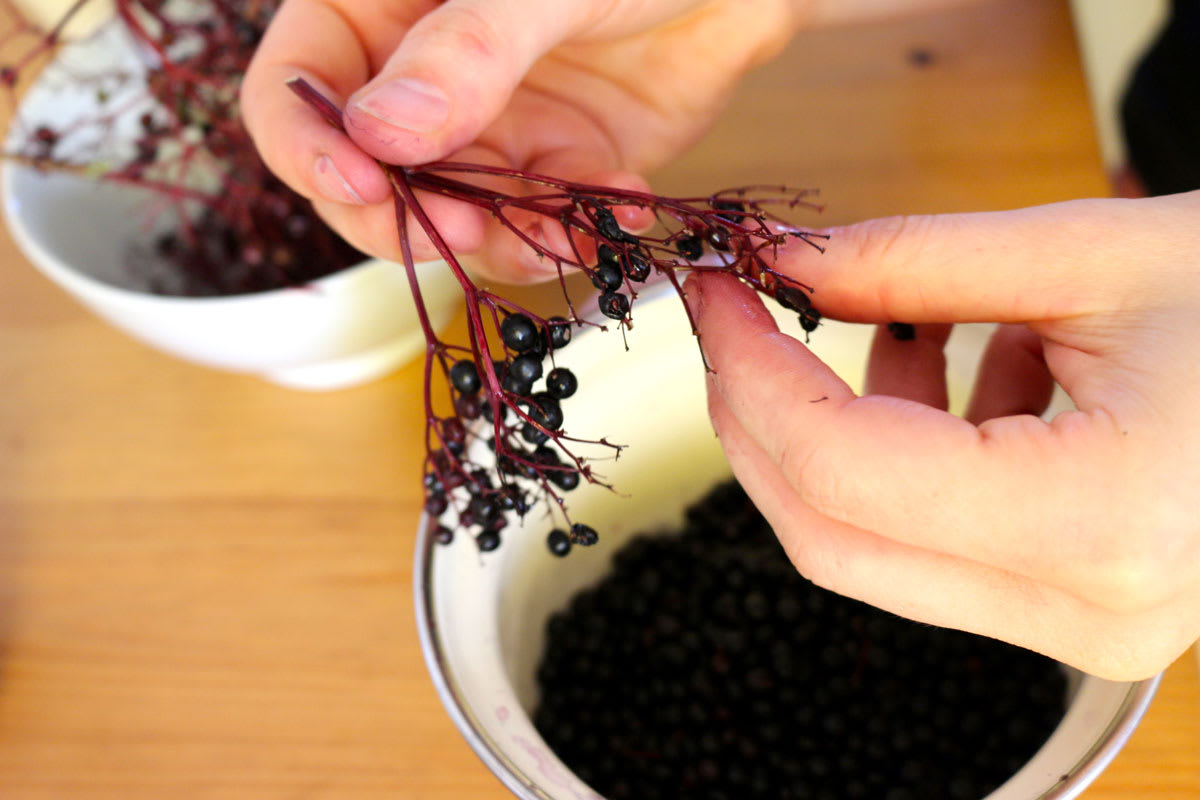 Fein säuberlich werden die reifen Früchte abgezupft