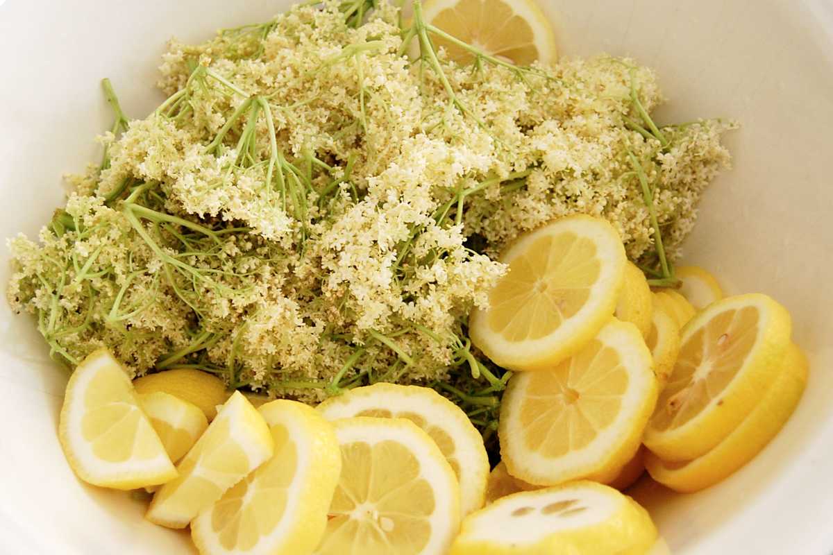 Holunderblüten und Zitronenscheiben