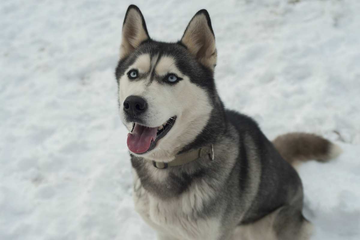 Husky auf Schnee