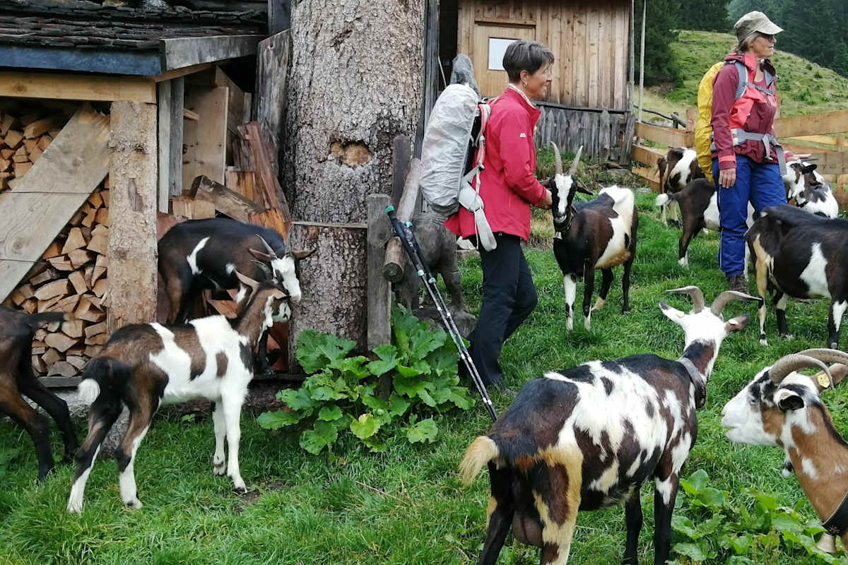 Ziegen und Menschen auf Helgas Alm