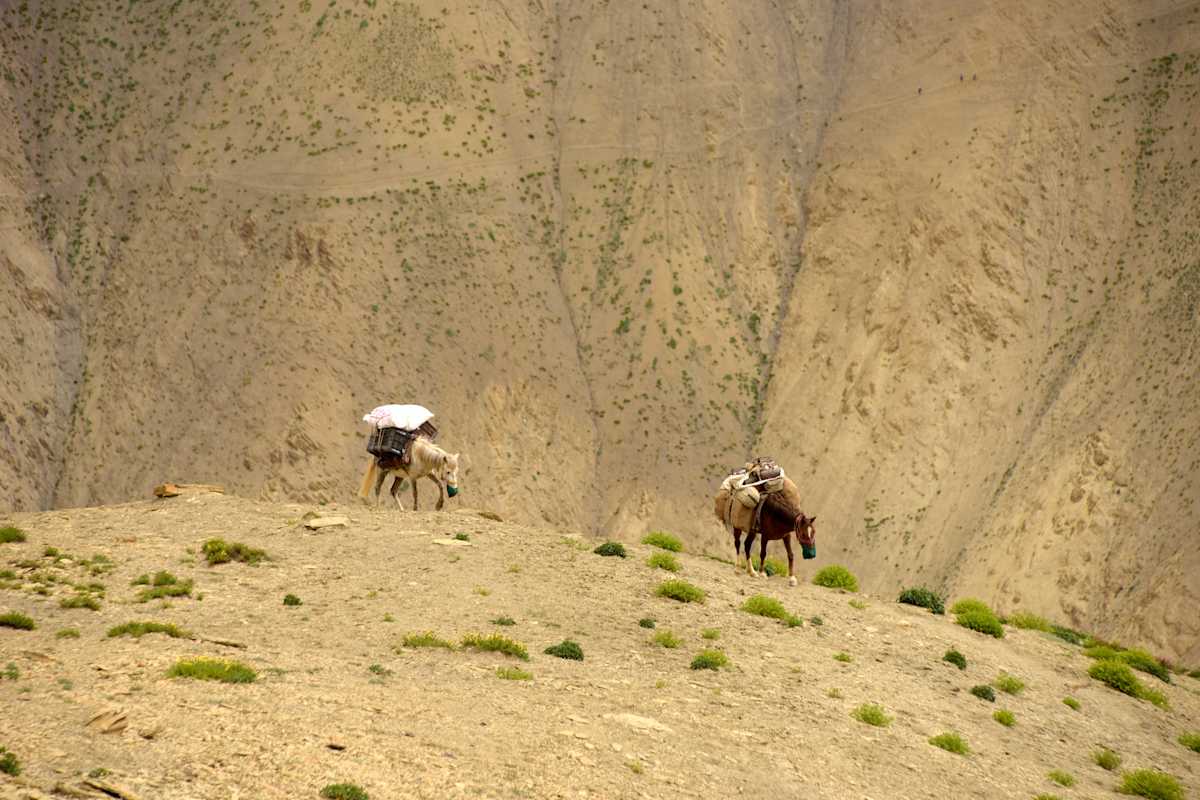 Zanskar Himalaya Trekking