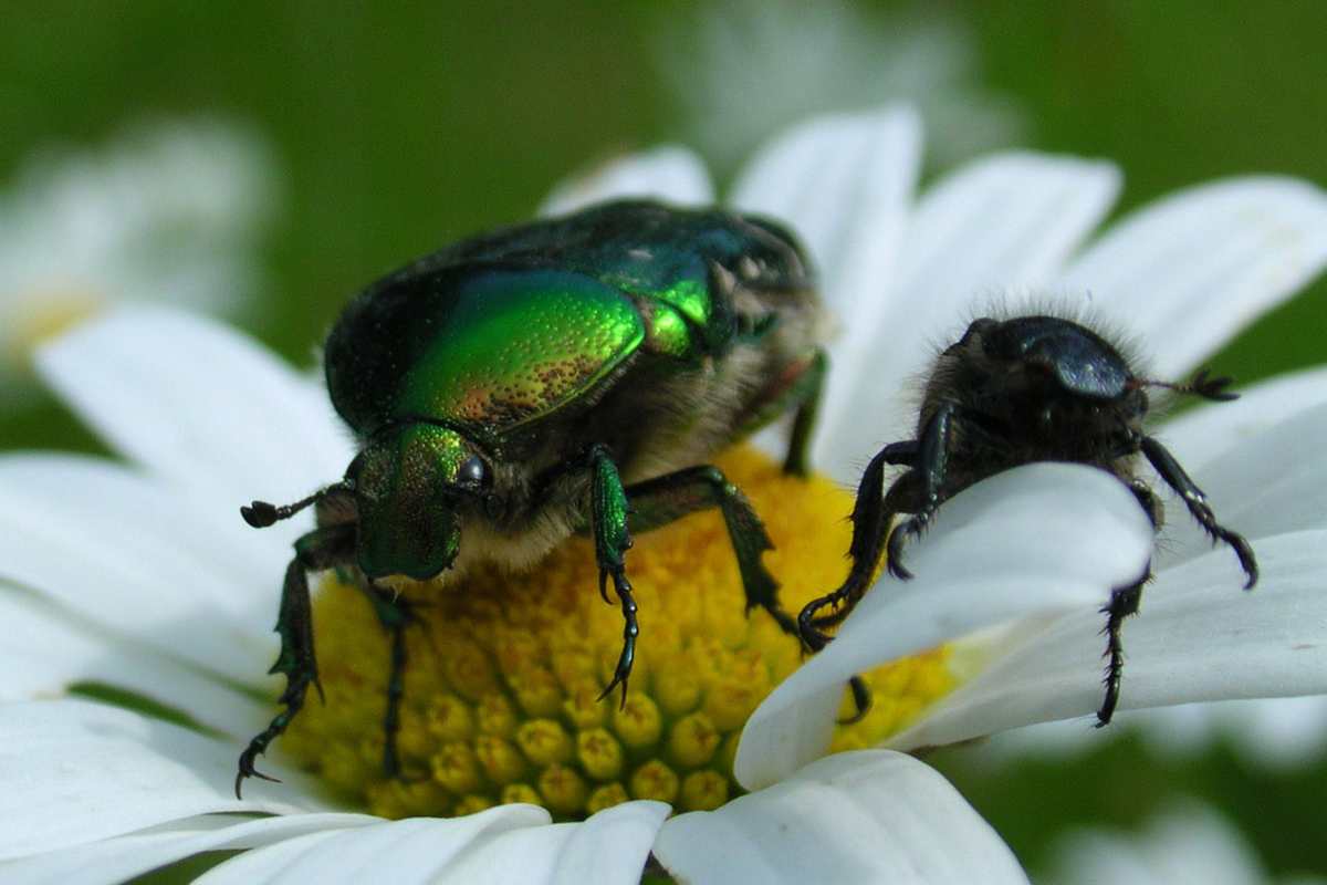 Käfer auf einer Margerite