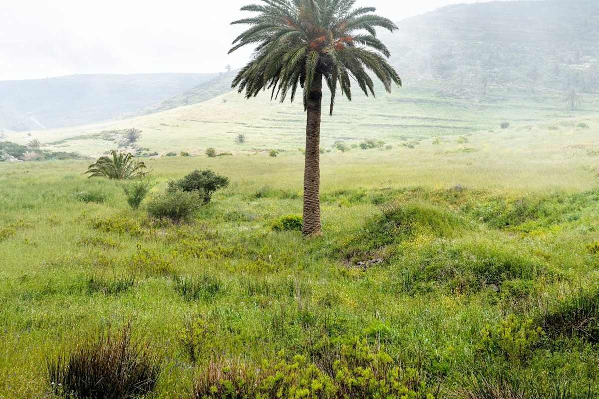 Eine Palme in den Passatwolken