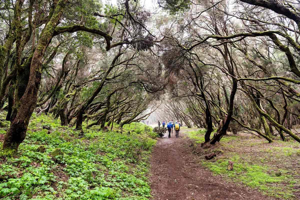 Wandern in beeindruckenden Lorbeerwäldern