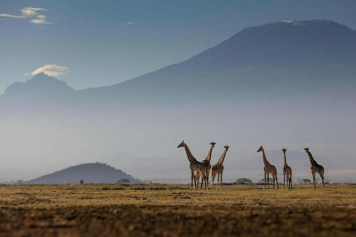 Masai Giraffen vor dem Kilimanjaro