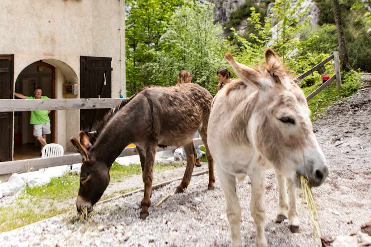 Zwei Esel vor einem Wirtshaus.