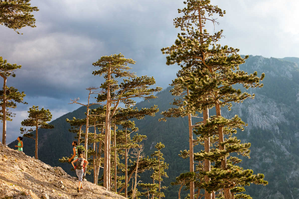 Einige Bäume am Berg.