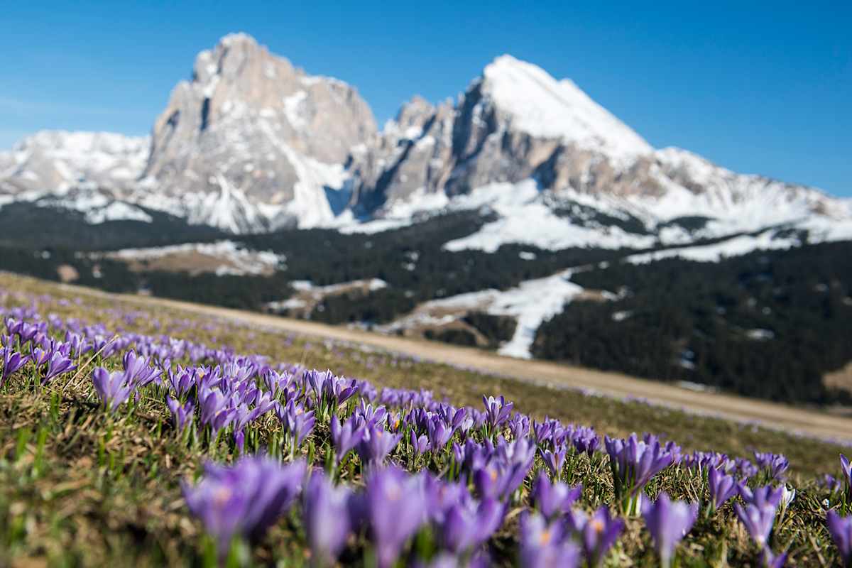 Kurzes Naturschauspiel auf der Seiser Alm: Die Krokusblüte ist nur rund zwei Wochen lang zu bewundern. Im Hintergrund der Lang- und Plattkofel.