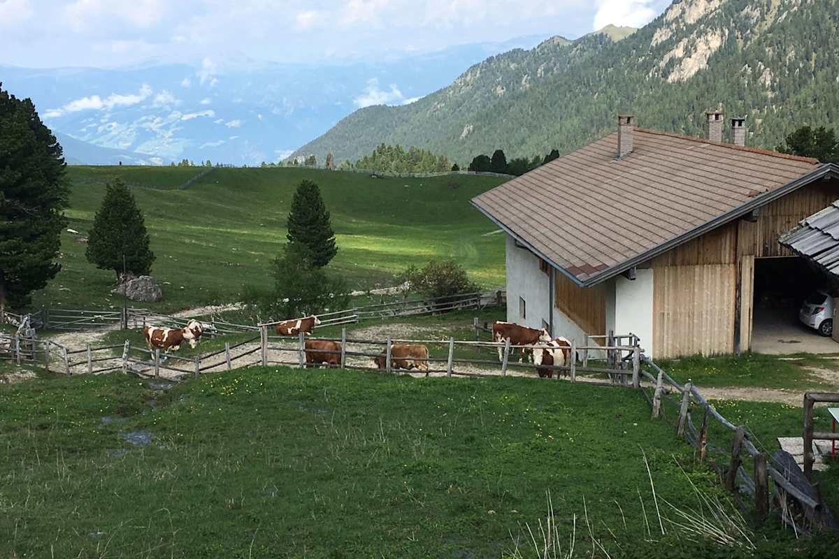 Die ersten Kühe sind auf der Gampenalm eingetroffen