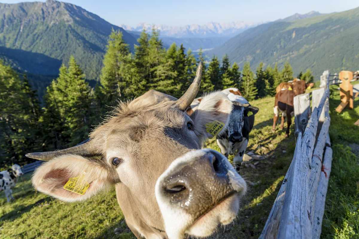Almen und Weiden sind in dieser Region nach wie vor von großer Bedeutung und werden aktiv bewirtschaftet.