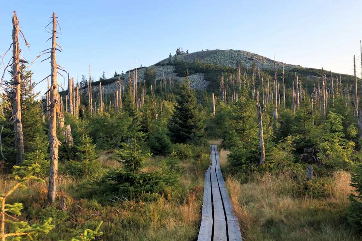 Am Lusen kann man gut beobachten, wie sich die Natur nach einem zerstörerischen Windwurf wieder erholt.