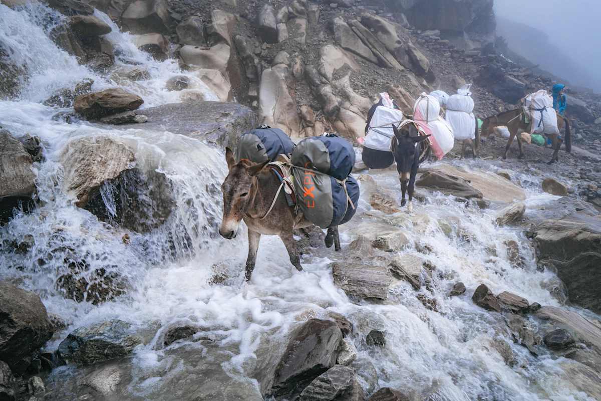 Mulis auf dem Weg zum Manaslu-Basislager
