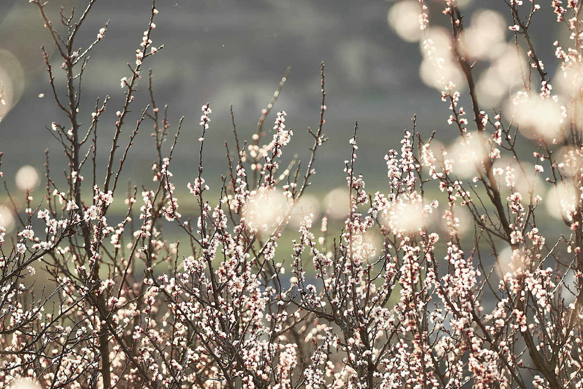 Marillenblüte Wachau schönste Wanderungen