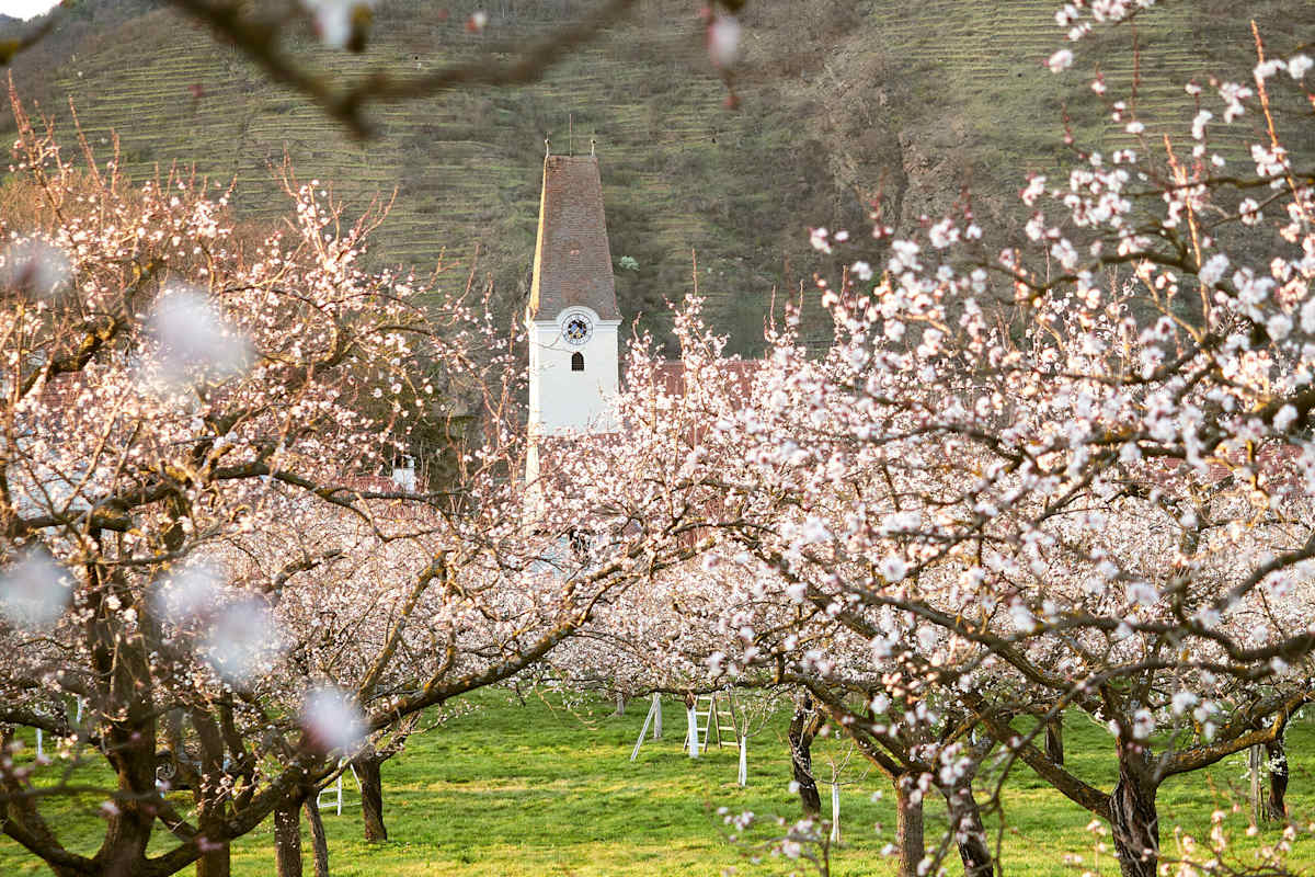 Marillenblüte Wachau Wanderungen