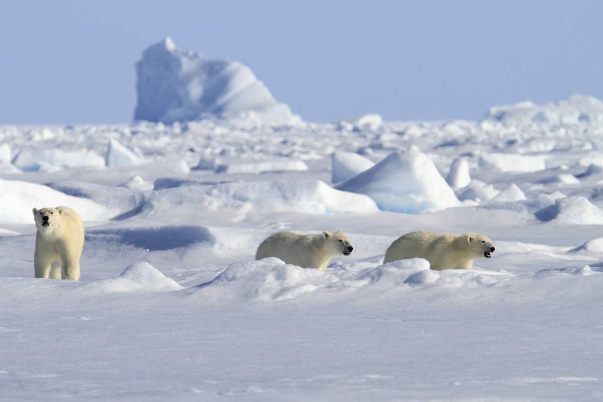 Eisbären Kanada Welteisbärentag