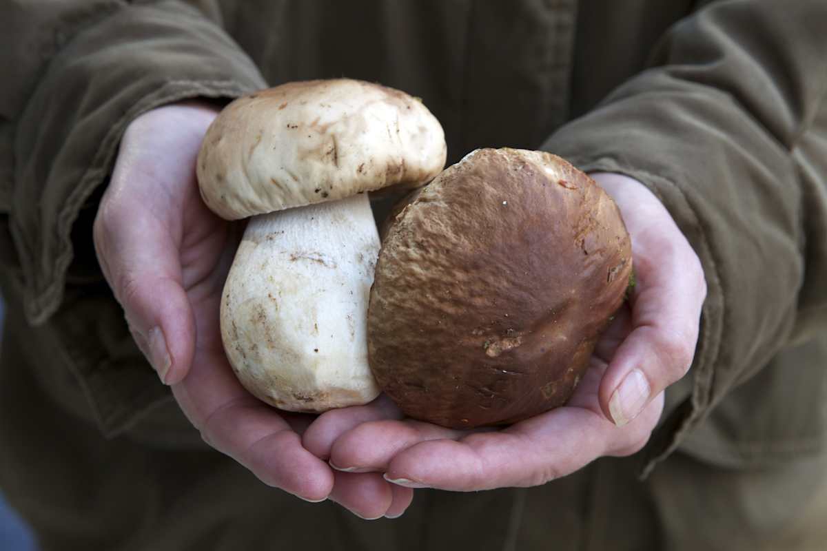 Herren- bzw. Steinpilz