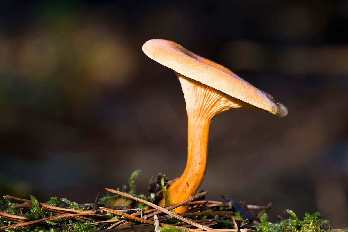 Falscher Pfifferling