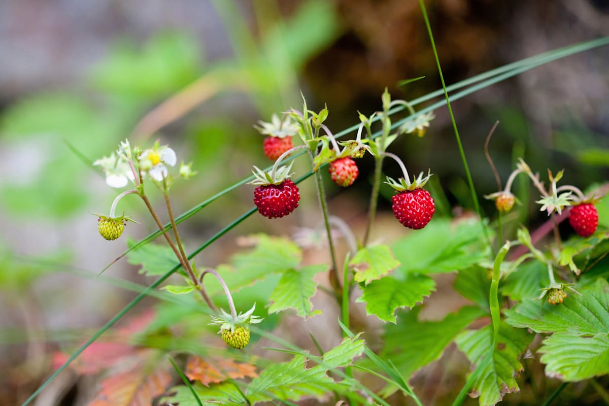 Walderdbeere – köstliche kleine Frucht.