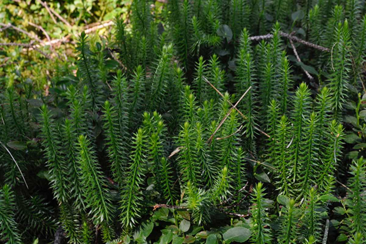 Wildschönau: Moorwanderung in Tirol