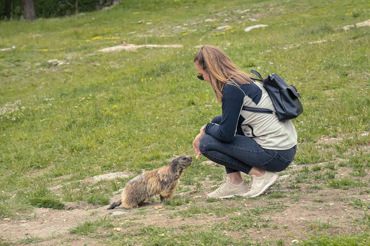 Murmeltier füttert Frau