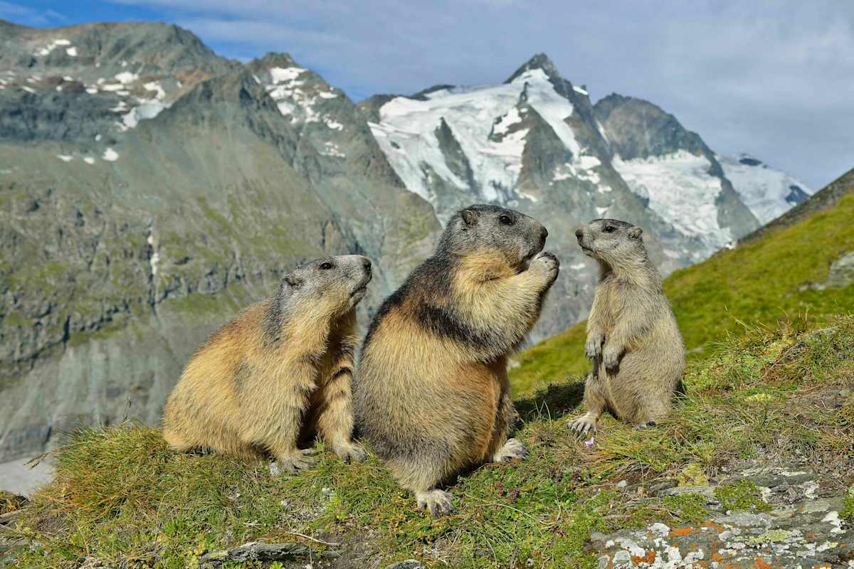 Berg-Know-How: Tiere der Alpen