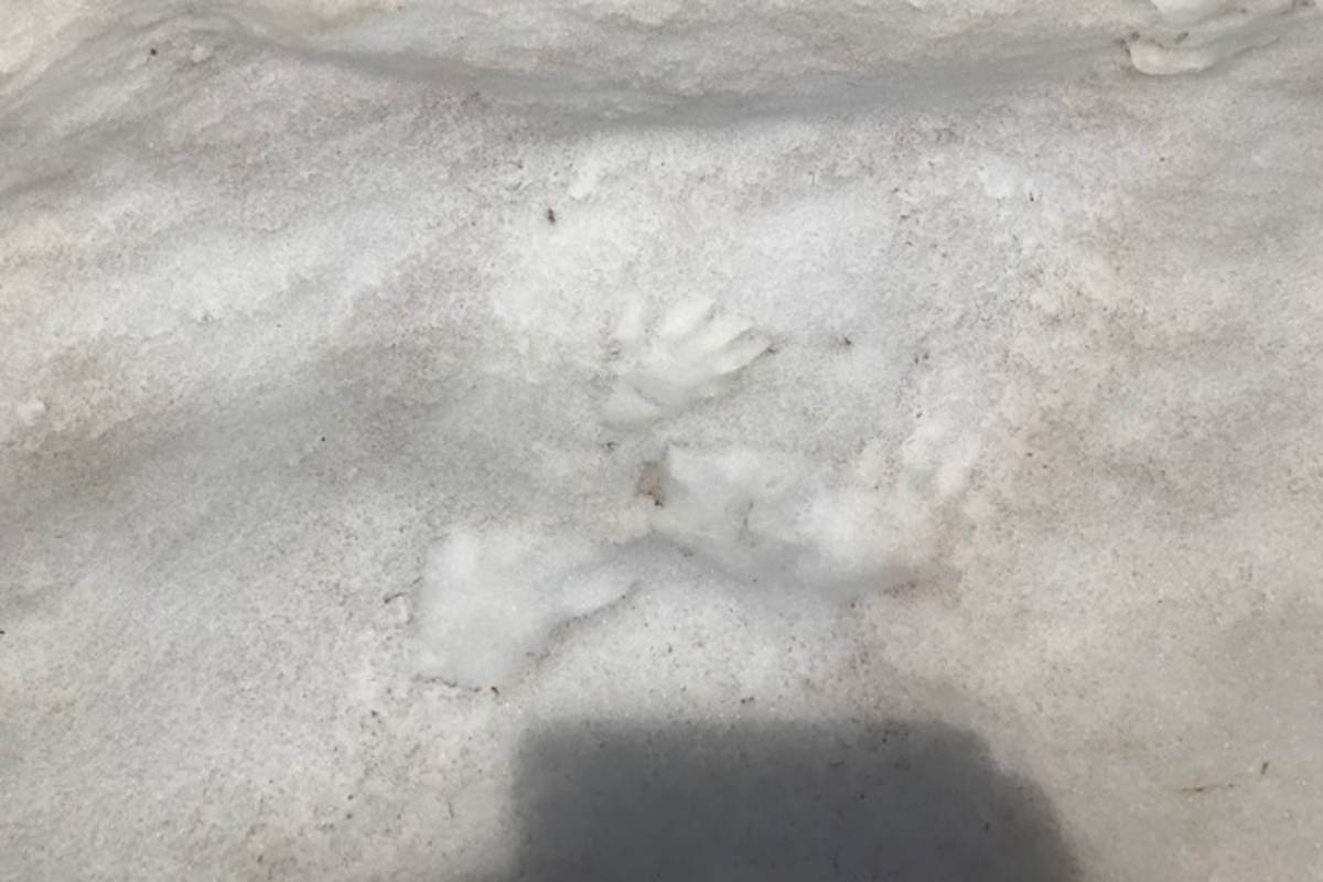 Im Frühling sieht man gelegentlich Murmeltierspuren im Schnee.