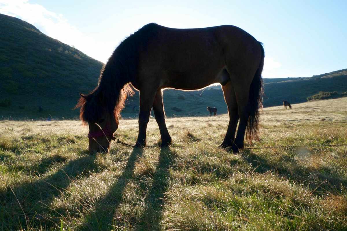 Die Entdeckung der Einsamkeit: Pferdereiten in Mazedonien