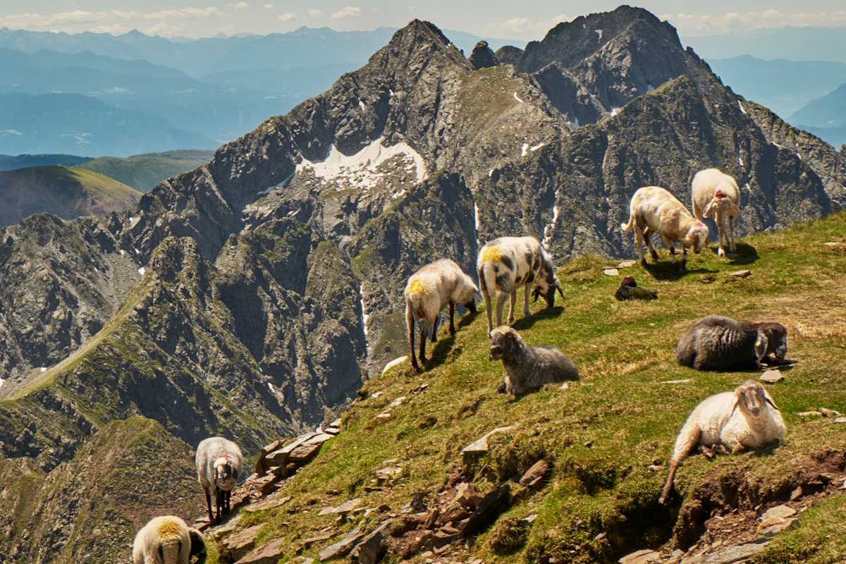 Eine Schafherde in der Sonne.