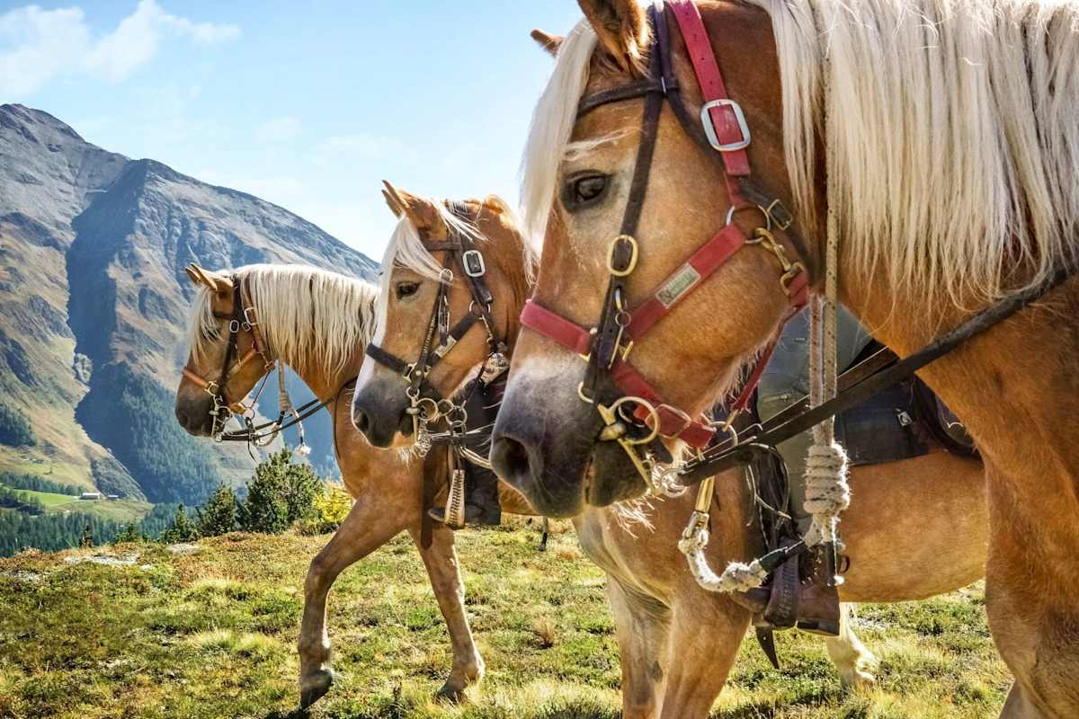 Die Köpfe der prächtigen Haflinger