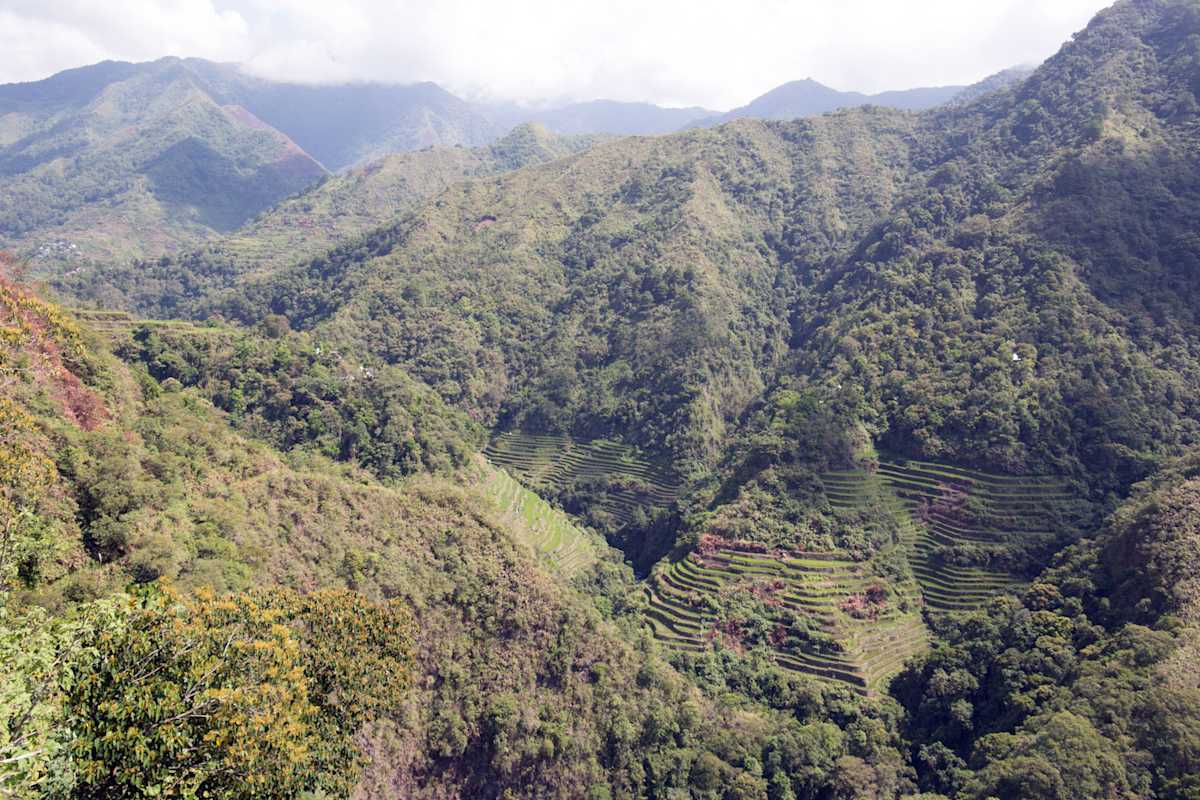 Wandern zwischen Reisfeldern auf den Philippinen