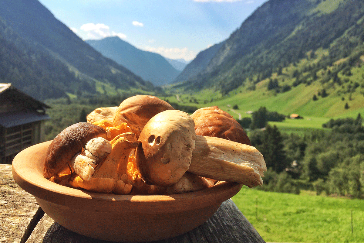 Auf der Schule der Alm werden die Grundkenntnisse der Almbewirtschaftung vermittelt und natürlich auch Pilze gesammelt