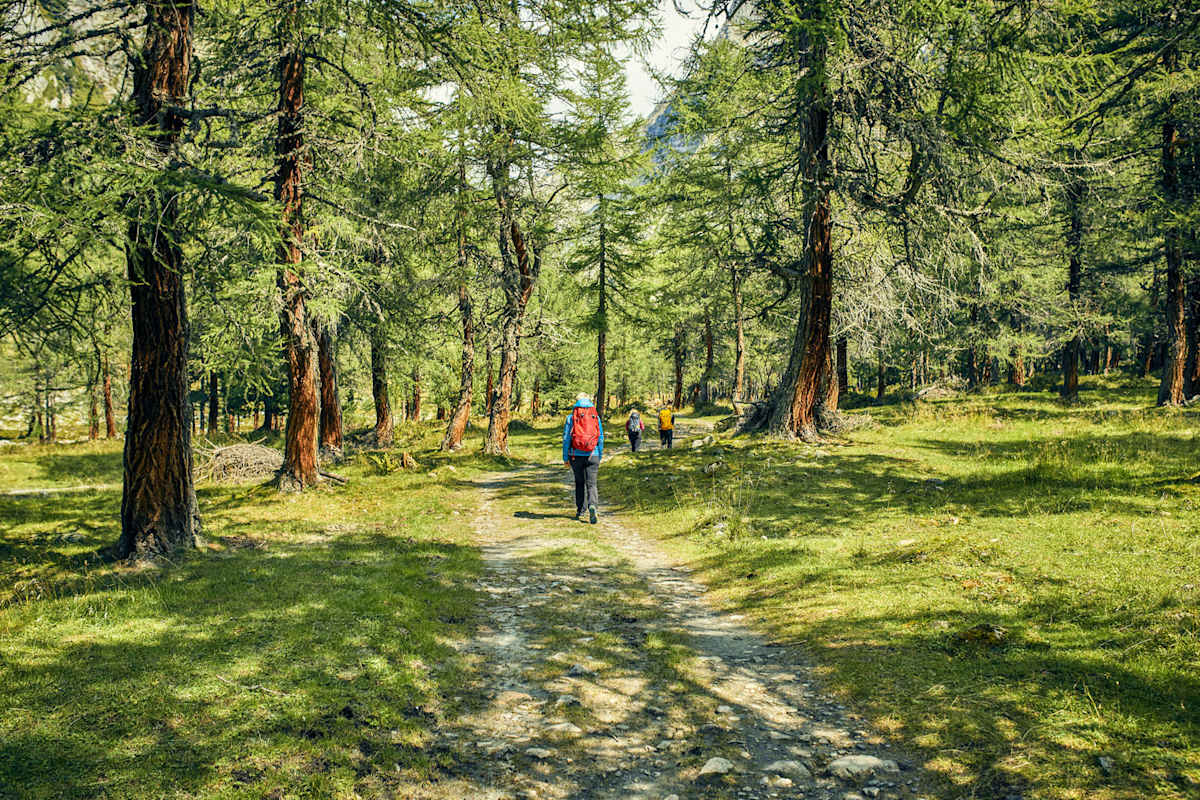 Große Bäume spenden Schatten bei der gemütlichen Wanderung im Dorfertal.