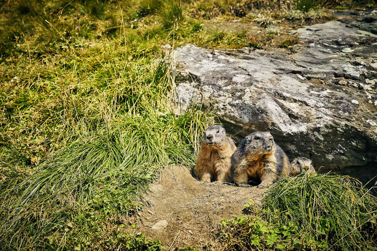 Murmeltiere kann man gut auf der Franz-Josefs-Höhe beobachten.