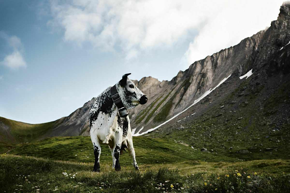 Pustertaler Sprinzen aus Südtirol