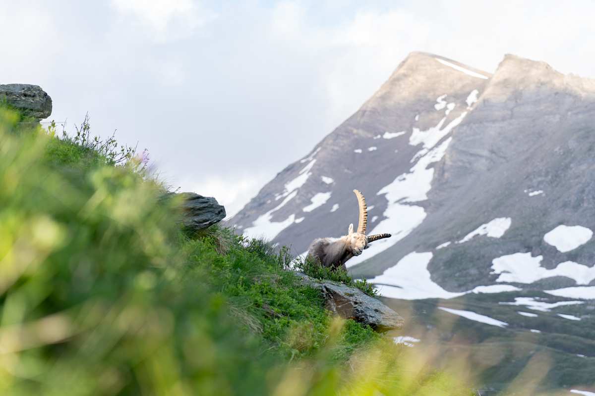 In den 1960ern wurde Steinwild im Nationalpark wiederangesiedelt