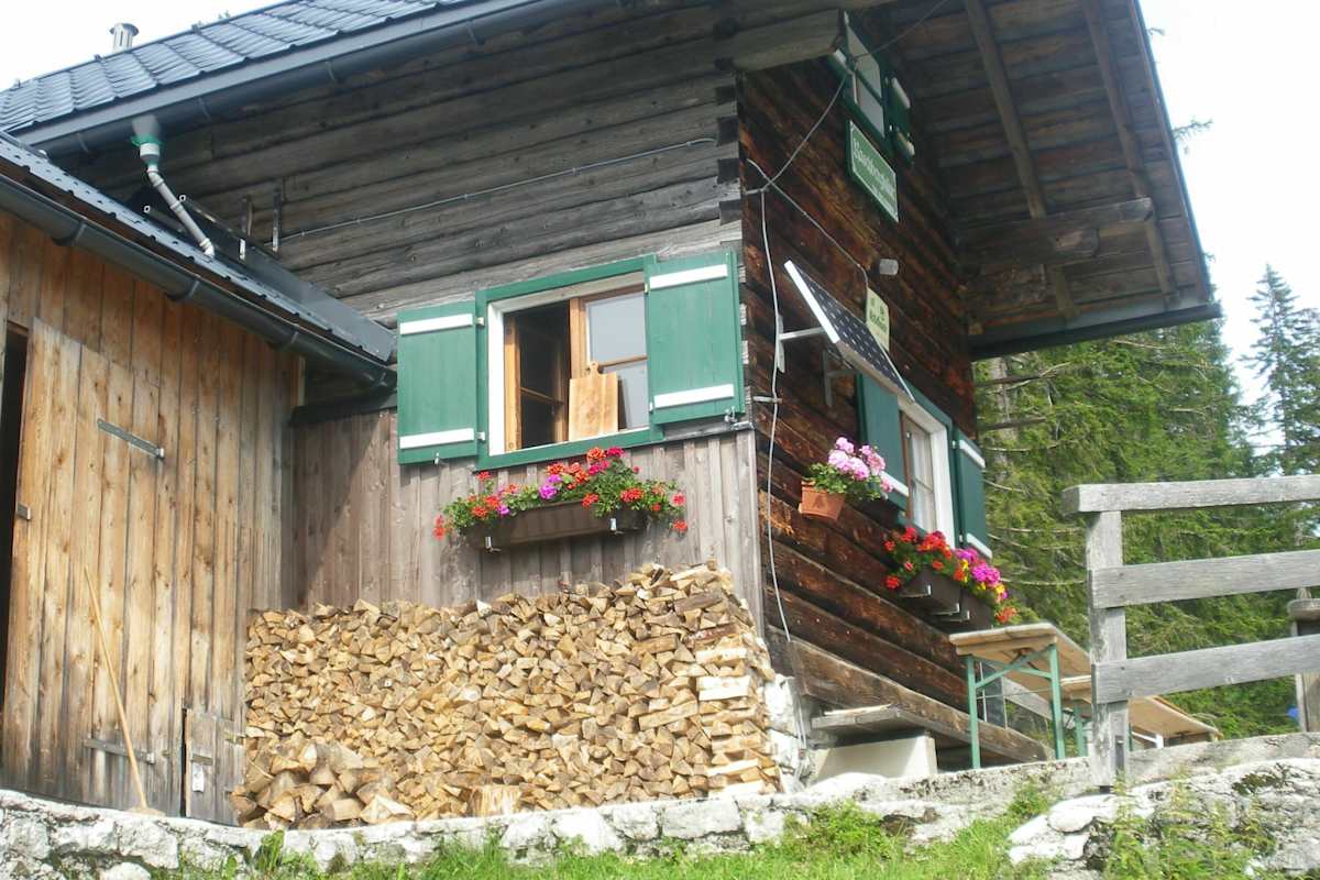 Zirben-Ernte: Hier gibt es den besten Zirbenschnaps