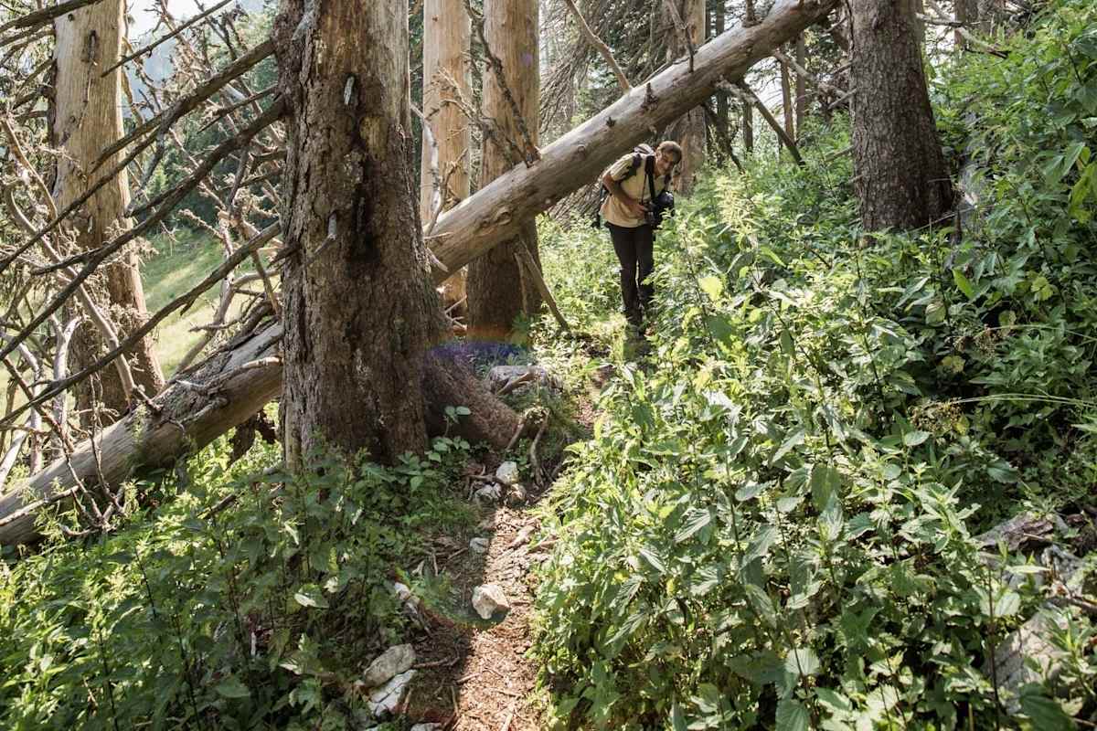 Die Wege sind oftmals mit umgefallenen Baumstämmen verlegt.