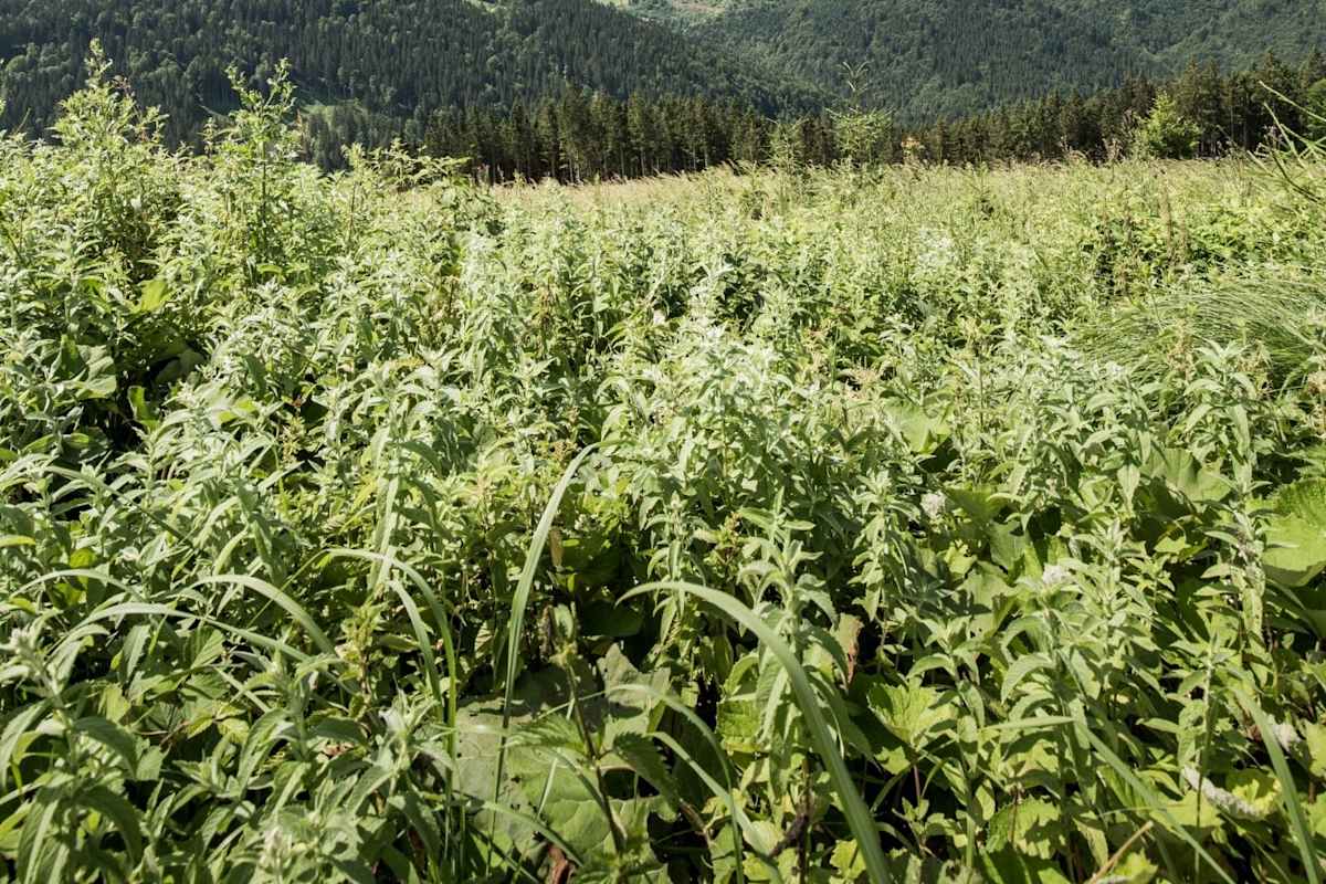 Blick in den Nationalpark Kalkalpen.