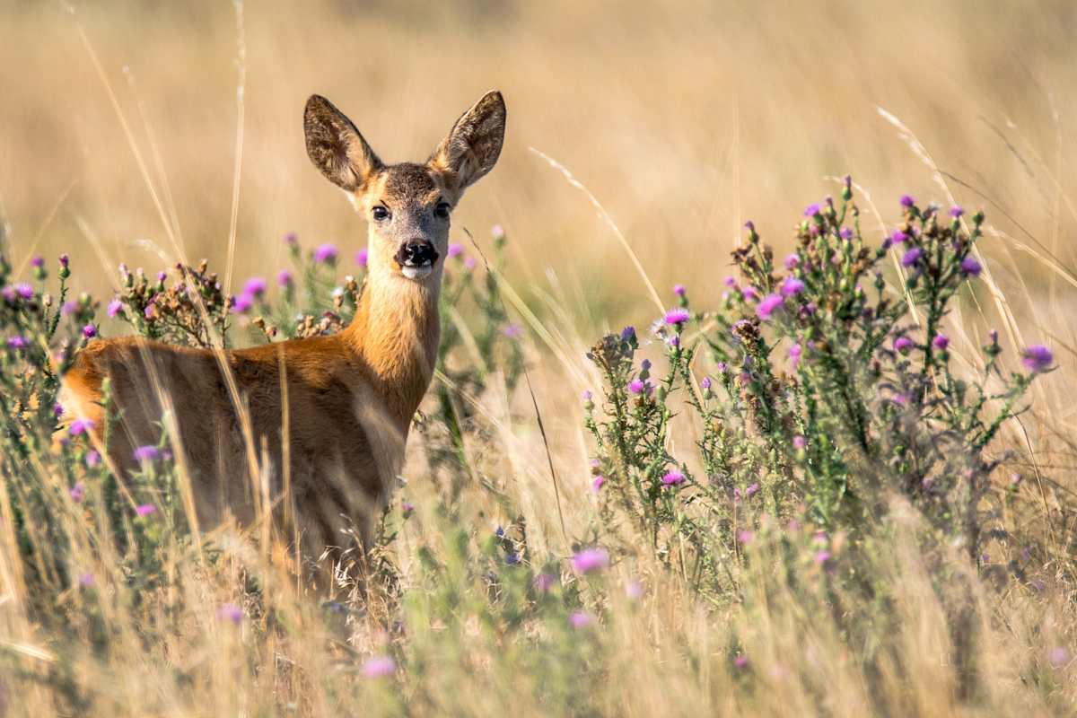 Das Reh: Nicht bedroht, aber in einem Lebensraum voller Gefahren