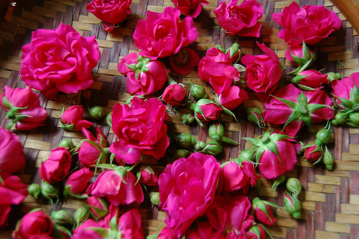 Frische Rosenblüten